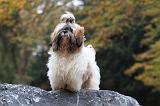 SHIH TZU 177